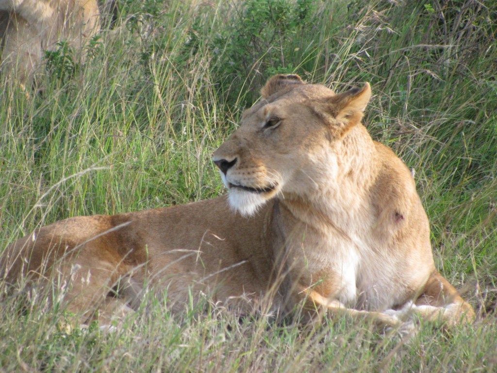Lion in the Maasai Mara Wilderness