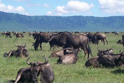 Wildebeest on the Maasai Mara Plains